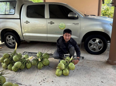 “ ร่วมกระจายผลผลิตมะพร้าวน้ำหอมจากจังหวัดสมุทรสงคราม “ พารามิเตอร์รูปภาพ 7