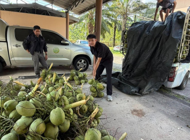“ ร่วมกระจายผลผลิตมะพร้าวน้ำหอมจากจังหวัดสมุทรสงคราม “ พารามิเตอร์รูปภาพ 8