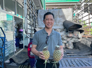 “ ร่วมกระจายผลผลิตสับปะรดภูแลจังหวัดเชียงราย “ พารามิเตอร์รูปภาพ 1