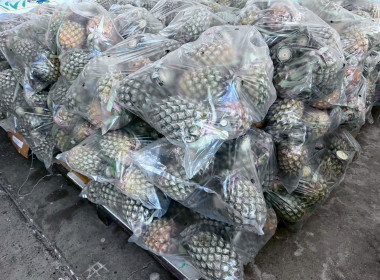 “ ร่วมกระจายผลผลิตสับปะรดภูแลจังหวัดเชียงราย “ พารามิเตอร์รูปภาพ 2